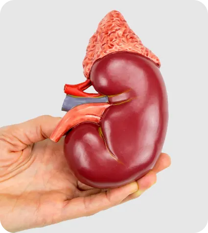 Kidney treatment